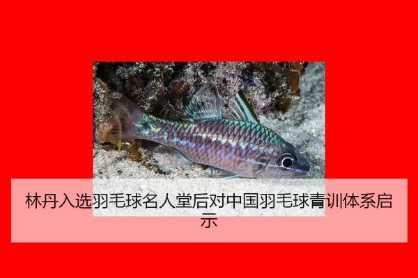 林丹入选羽毛球名人堂后对中国羽毛球青训体系启示